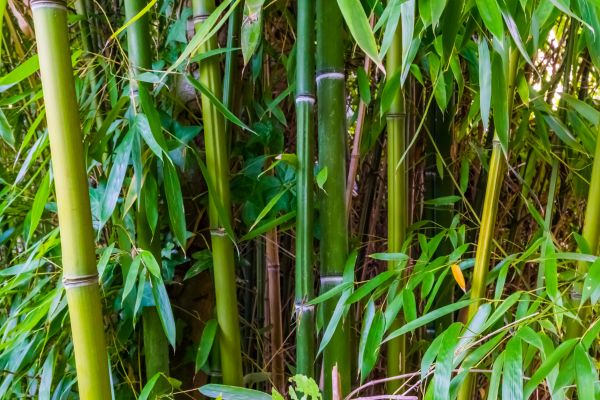 Bamboo Trimming in Port Angeles