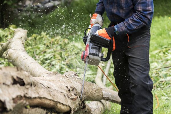 Branch Removal Service in Port Angeles