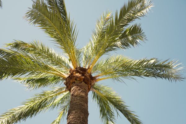 Palm Tree Pruning in Port Angeles