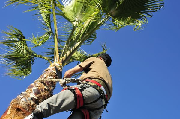 Palm Tree Trimming in Port Angeles