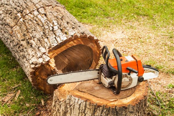 Tree Cutting Service in Port Angeles
