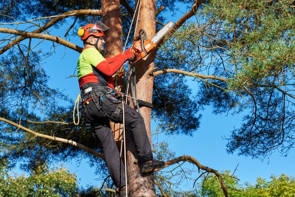 Tree Service in Port Angeles