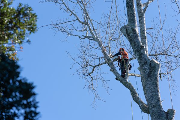 Tree Topping Service in Port Angeles