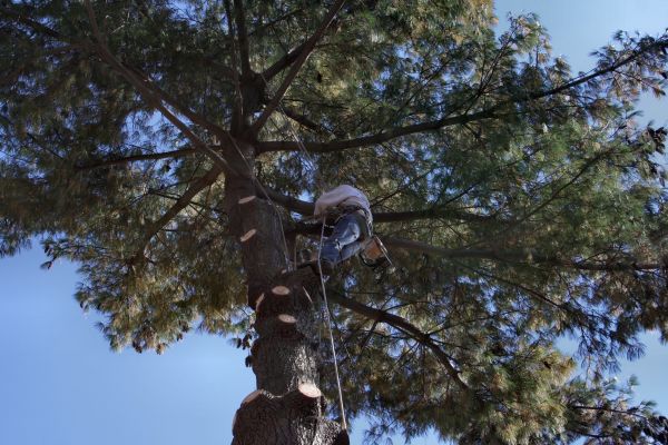 Trimming Service in Port Angeles
