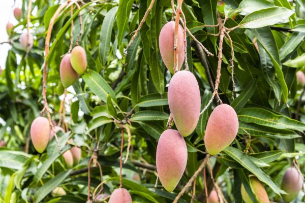 Mango Tree Trimming in Port Angeles