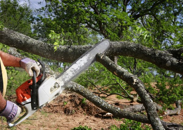 Tree Branch Cutting in Port Angeles