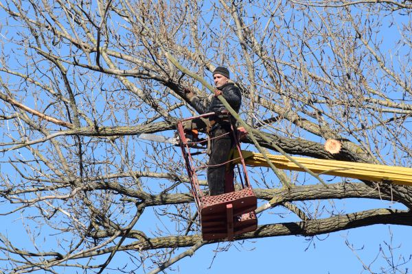 Emergency Tree Trimming in Port Angeles