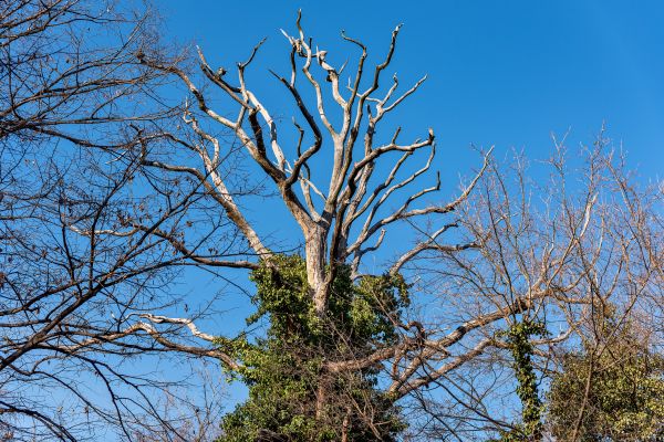 Deadwood Removal in Port Angeles