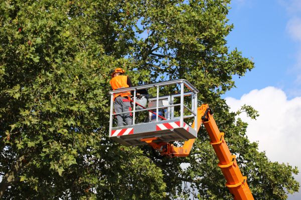 Commercial Tree Service in Port Angeles