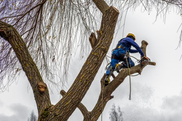 Tree Maintenance Service in Port Angeles