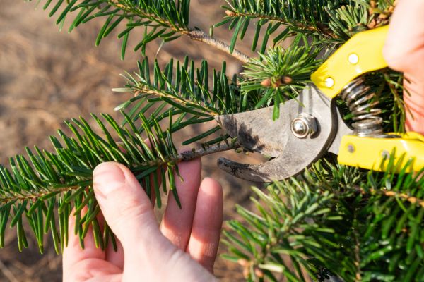 Pine Tree Pruning in Port Angeles