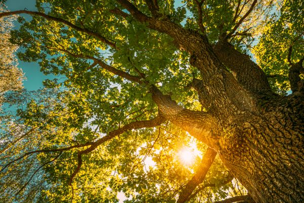 Oak Tree Pruning in Port Angeles