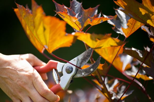 Maple Tree Pruning in Port Angeles