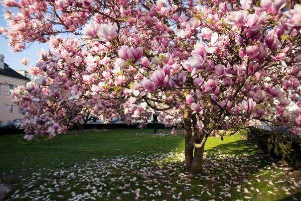 Magnolia Tree Pruning in Port Angeles