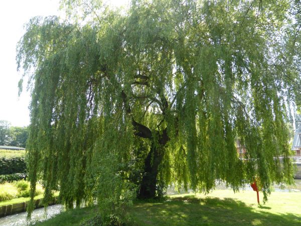 Willow Tree Trimming in Port Angeles