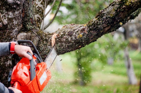 Tree Limbs Removal in Port Angeles