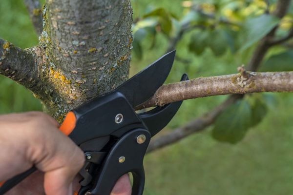 Tree Limb Cutting in Port Angeles