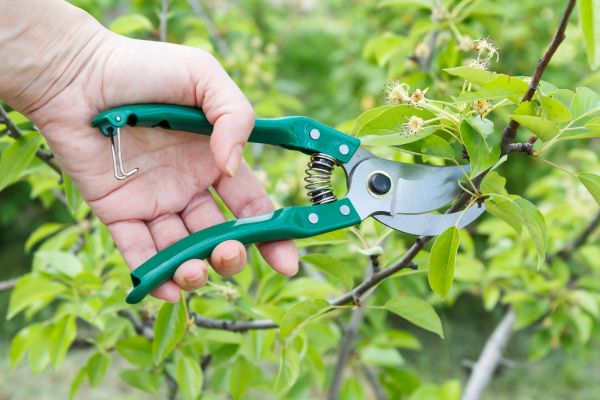 Pear Tree Pruning in Port Angeles