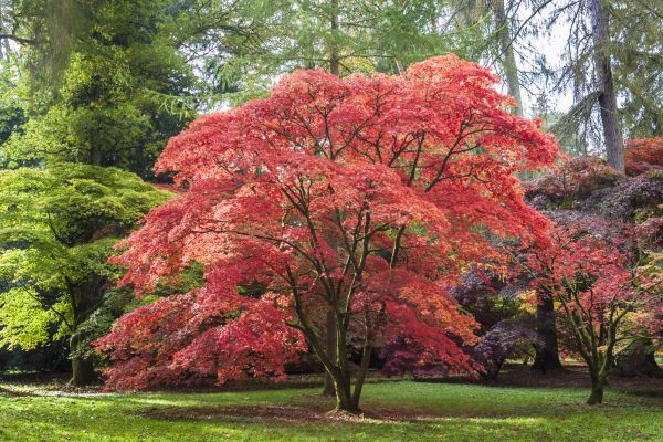 Japanese Maple Pruning in Port Angeles