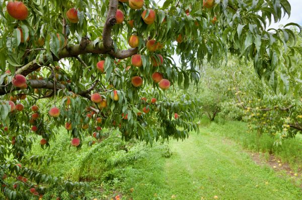 Peach Tree Pruning in Port Angeles
