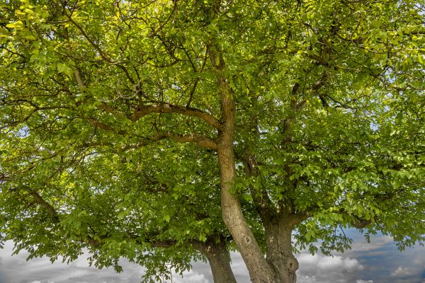 Walnut Tree Trimming in Port Angeles