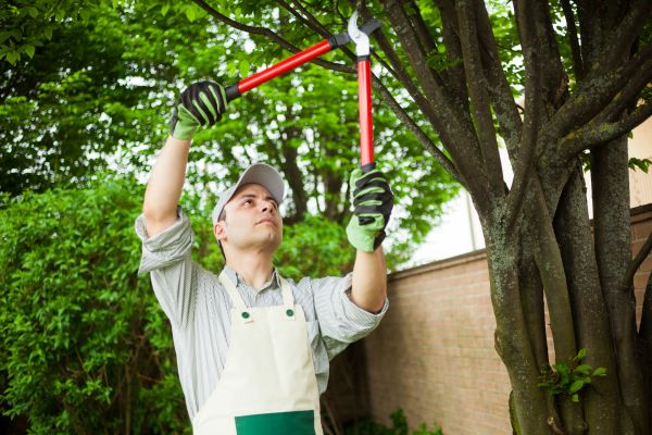 Tree Limb Pruning in Port Angeles