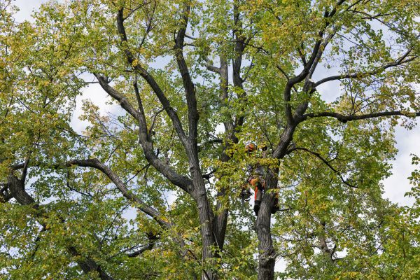 Tree Crown Shaping in Port Angeles