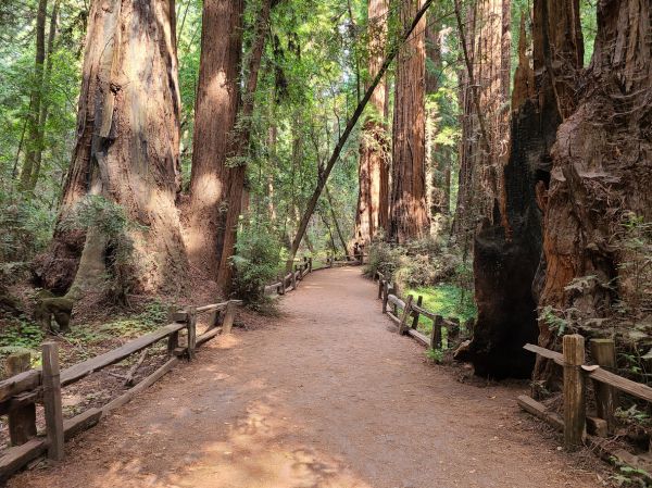 Redwood Tree Pruning in Port Angeles