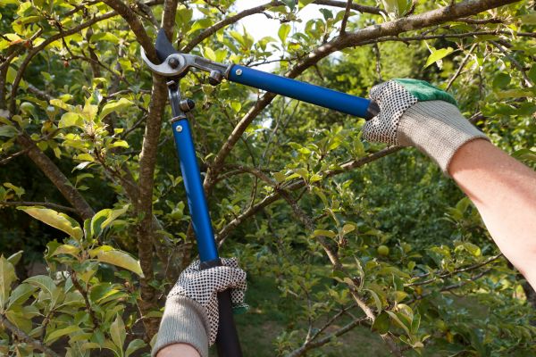Residential Tree Pruning in Port Angeles