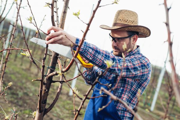 Orchard Tree Pruning in Port Angeles