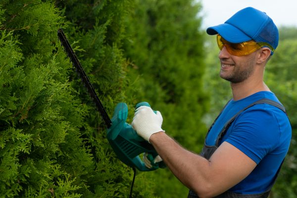 Tree Shaping Service in Port Angeles