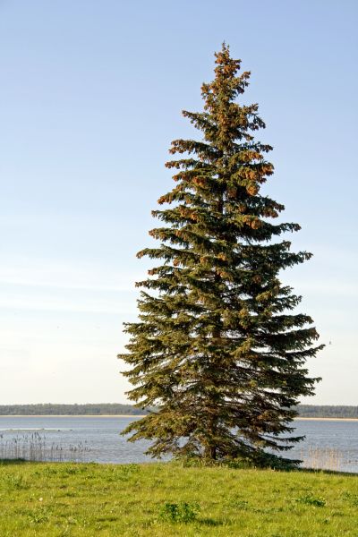 Spruce Tree Pruning in Port Angeles