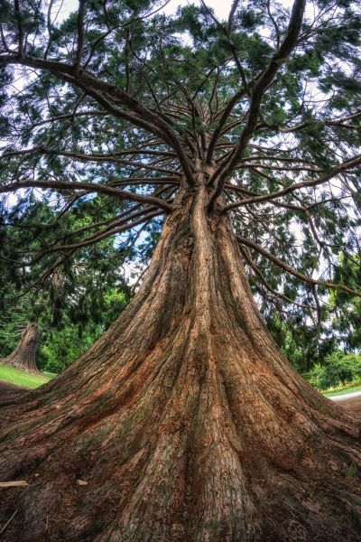 Cedar Tree Pruning in Port Angeles