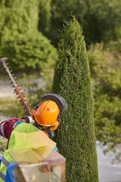 Cypress Tree Trimming in Port Angeles