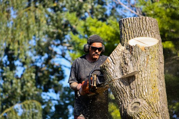Ash Tree Pruning in Port Angeles
