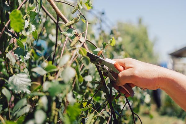 Birch Tree Pruning in Port Angeles