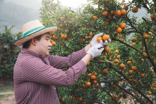 Orange Tree Pruning in Port Angeles