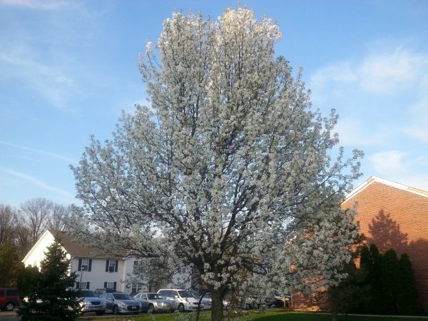 Bradford Pear Tree Pruning in Port Angeles