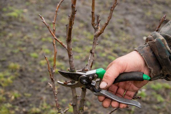 Pear Trees Pruning in Port Angeles