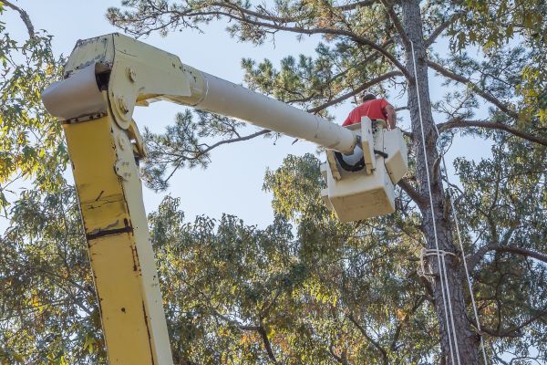 Limbs Trimming in Port Angeles