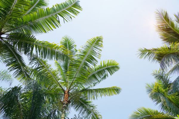 Queen Palm Tree Trimming in Port Angeles