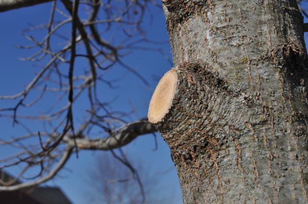Limb Pruning in Port Angeles