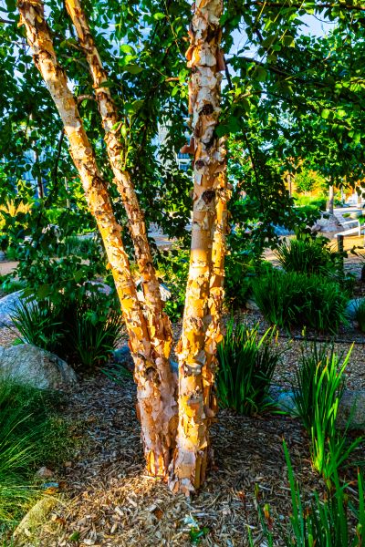 River Birch Trimming in Port Angeles