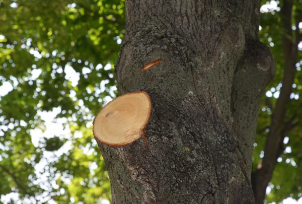 Limb Cutting in Port Angeles