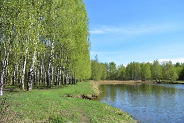 River Birch Pruning in Port Angeles