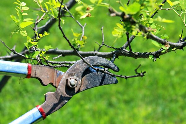 Branches Pruning in Port Angeles