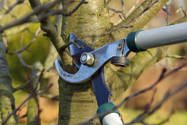 Tree Limb Trimming Service in Port Angeles