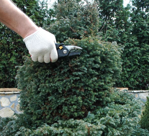 Ornamental Tree Trimming in Port Angeles