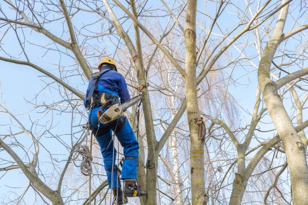 Large Tree Trimming in Port Angeles