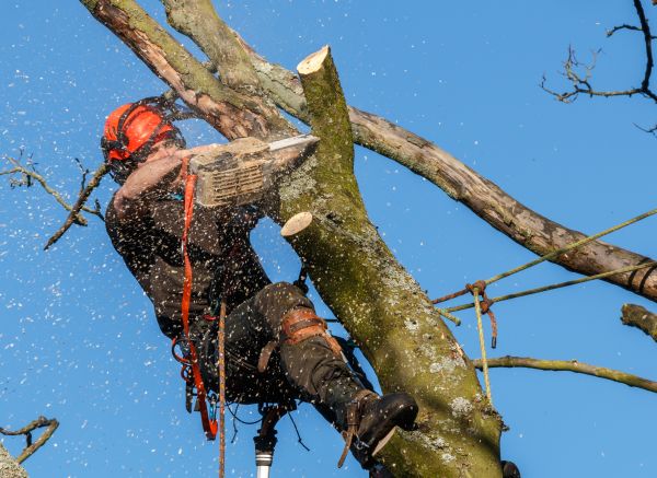 Tree Trimming Service in Port Angeles